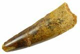 Fossil Spinosaurus Tooth - Real Dinosaur Tooth #380975-1